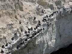 Leucocarbo magellanicus