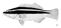 Yellowtail Tubelip photo 4