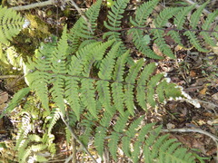 Aleuritopteris farinosa