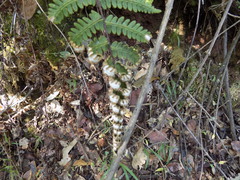 Aleuritopteris farinosa