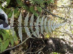 Aleuritopteris farinosa