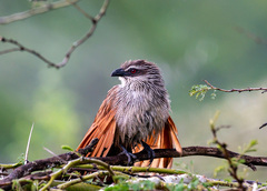 Centropus superciliosus