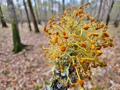 Teloschistes exilis