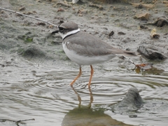 Charadrius placidus
