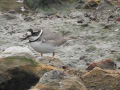 Charadrius placidus