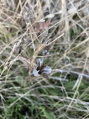 Camassia