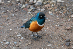 Lamprotornis superbus