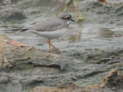 Charadrius placidus