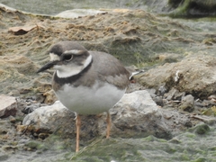 Charadrius placidus