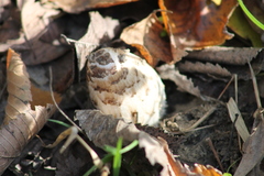 Coprinus
