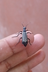 Epicauta niveolineata