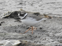 Charadrius placidus