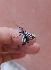 Epicauta niveolineata