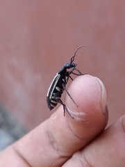 Epicauta niveolineata