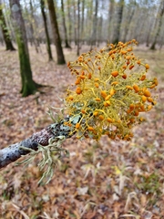 Teloschistes exilis