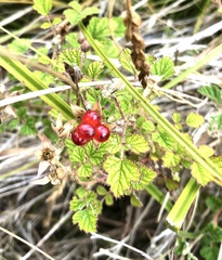 Rubus parvifolius