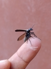 Epicauta niveolineata