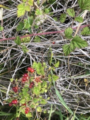 Rubus parvifolius