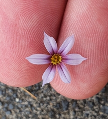 Sisyrinchium rosulatum