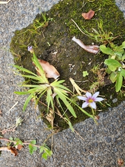 Sisyrinchium rosulatum