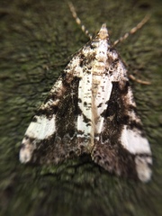 Pseudocoremia leucelaea