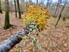 Teloschistes exilis