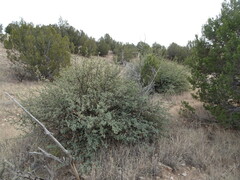 Berberis haematocarpa