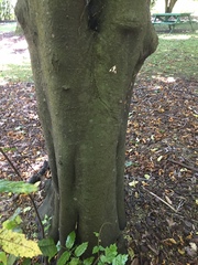 Pseudocoremia leucelaea