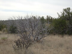 Juniperus monosperma