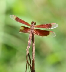 Neurothemis stigmatizans
