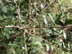 Pittosporum viscidum