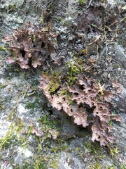 Pseudocyphellaria neglecta