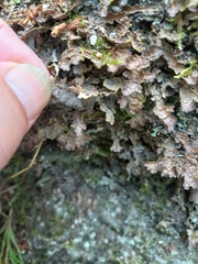 Pseudocyphellaria neglecta