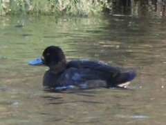 Aythya affinis