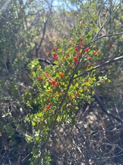 Schaefferia cuneifolia