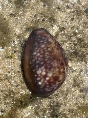 Monetaria caputserpentis