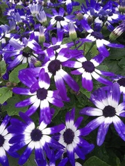 Pericallis