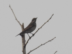 Turdus eunomus