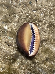 Monetaria caputserpentis