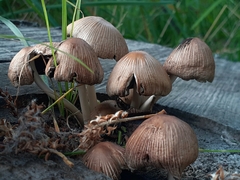 Coprinopsis romagnesiana