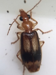 Trigonothops pacifica