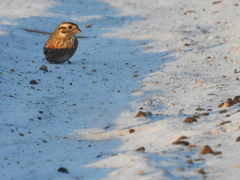 Emberiza citrinella × leucocephalos