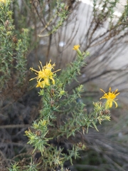 Ericameria pinifolia