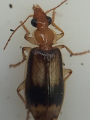 Trigonothops pacifica
