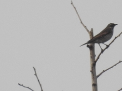 Turdus eunomus