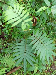 Calliandra houstoniana