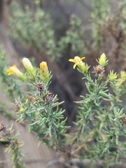 Ericameria pinifolia