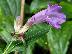 Strobilanthes formosana