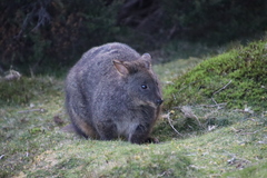 Thylogale billardierii