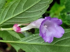 Strobilanthes formosana